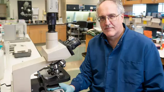 Lyme disease researcher using microscope in research lab.